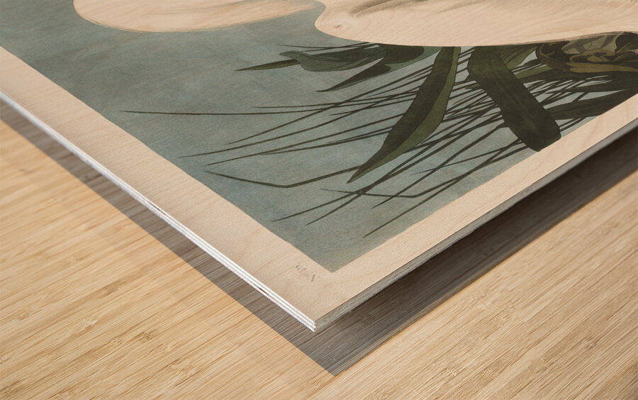 Snowy Heron or White Egret Wood print