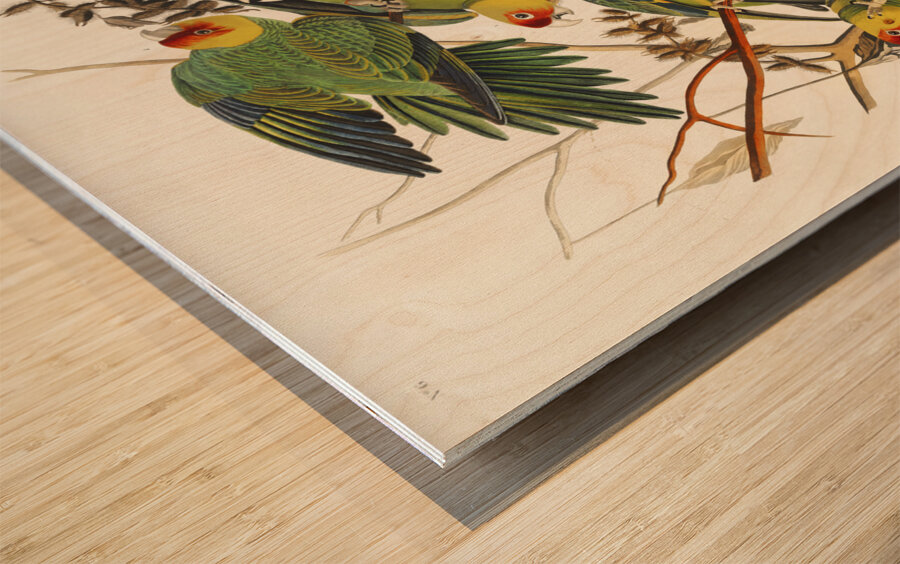 Carolina Parrot Wood print