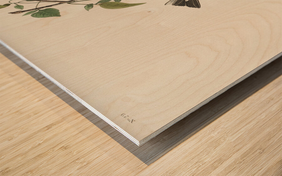 Golden-crowned Thrush Wood print