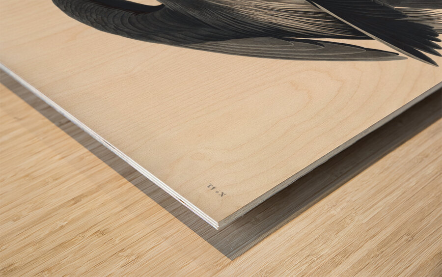 Golden-crowned Thrush Wood print