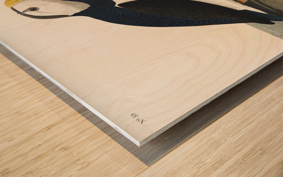 Large billed Puffin Wood print