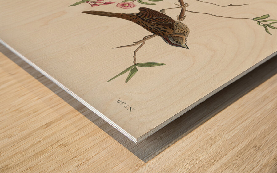 Lincoln Finch Wood print