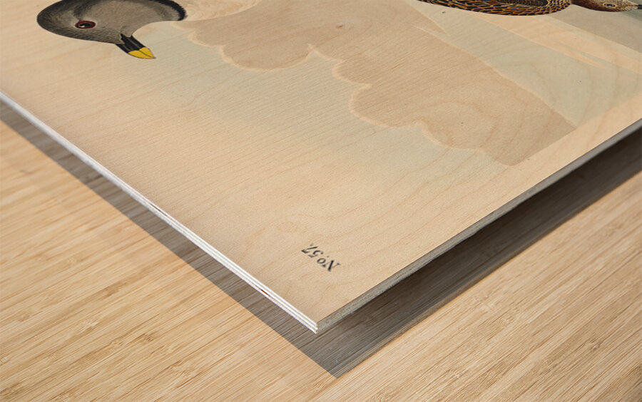 Fork-tailed Gull Wood print