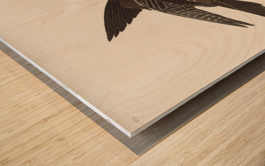 Great Footed Hawk Wood print