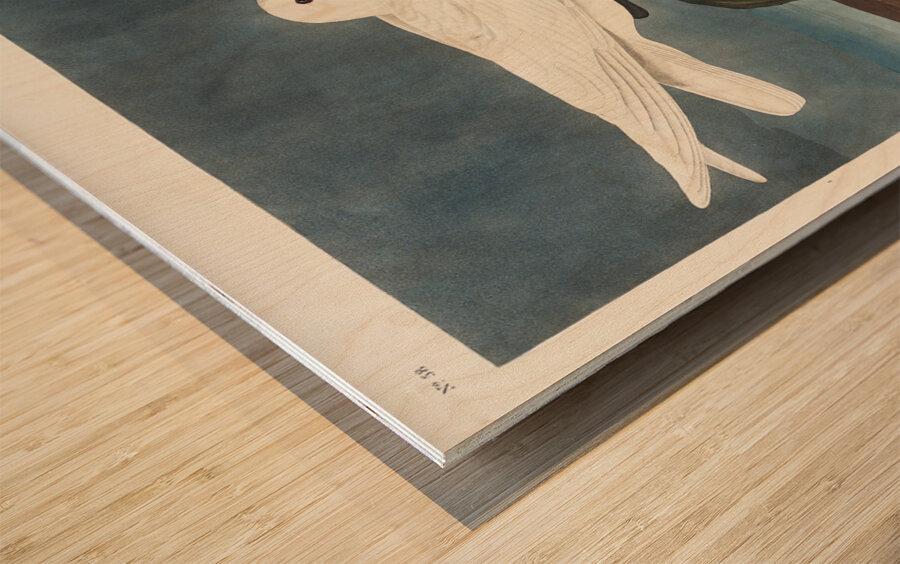 Ivory Gull Wood print