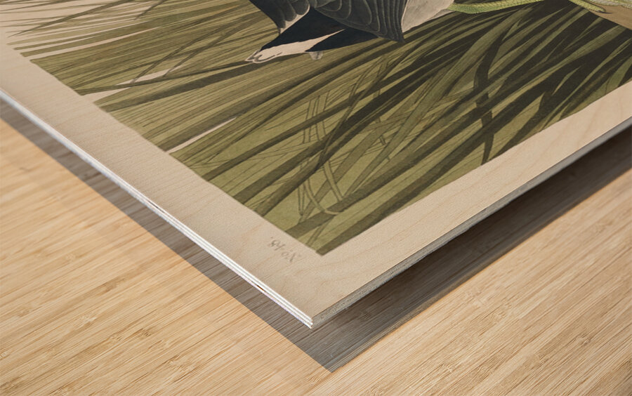 American Coot Wood print