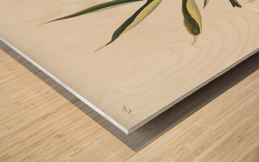 Vireo Solitarius Wood print