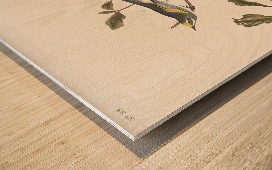 Golden-winged Warbler and Cape May Warbler Wood print