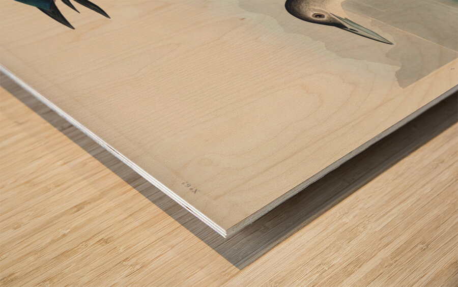 Great Northern Diver or Loon Wood print