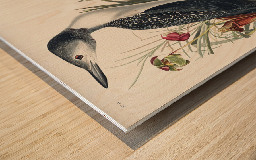 Red-Throated Diver Wood print