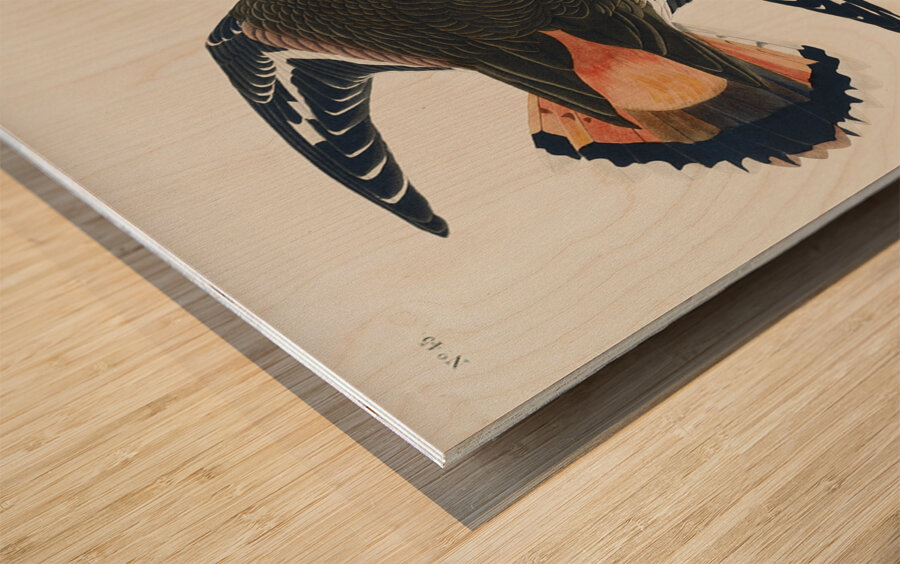 Kildeer Plover Wood print