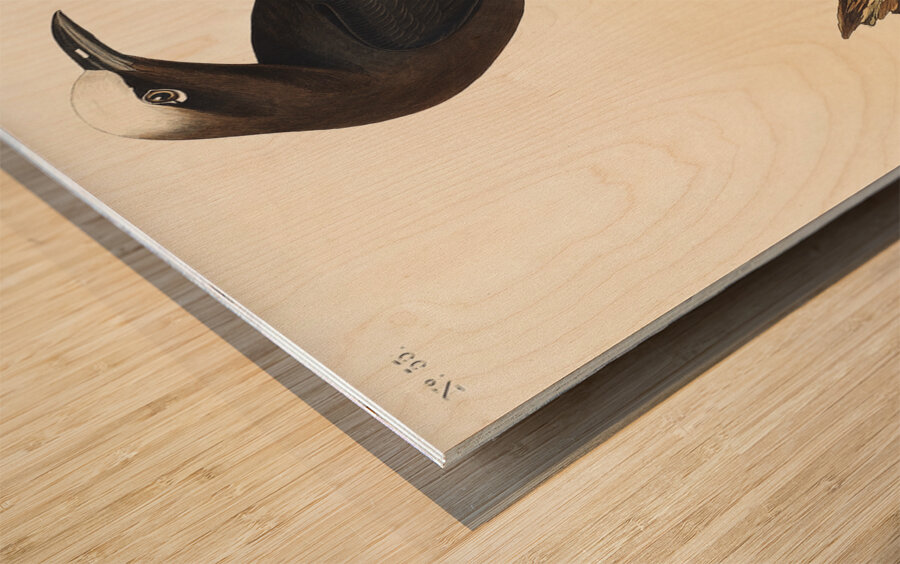 Noddy Tern Wood print