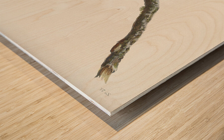 Brown-headed Nuthatch Wood print