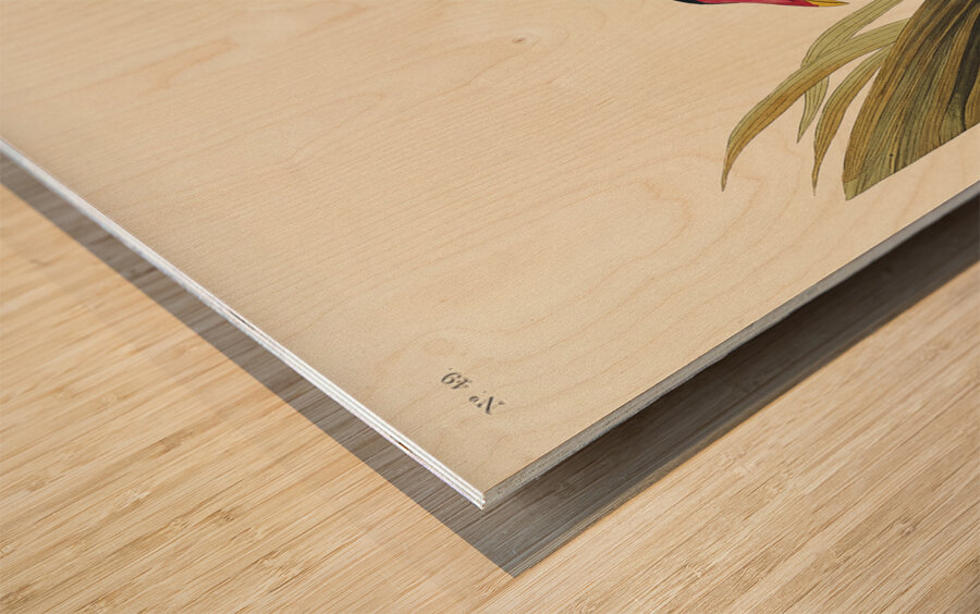 Common Gallinule Wood print