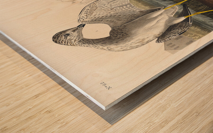 Tell-tale Godwit or Snipe Wood print