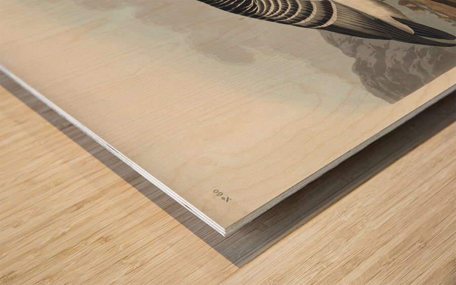 Barnacle Goose Wood print