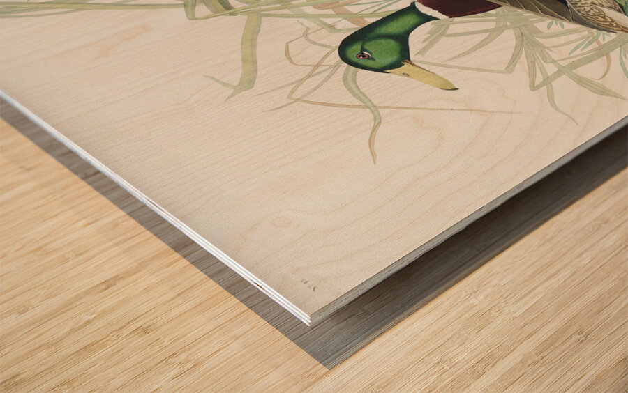 Mallard Duck Wood print