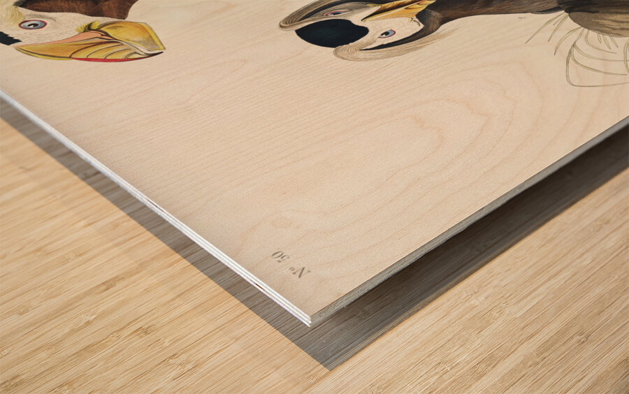 Tufted Auk Wood print