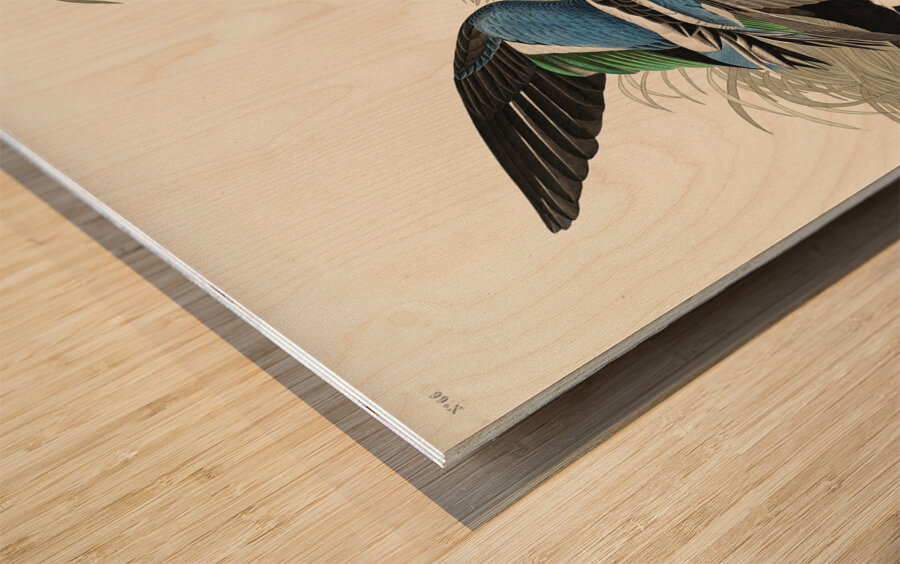 Shoveller Duck Wood print