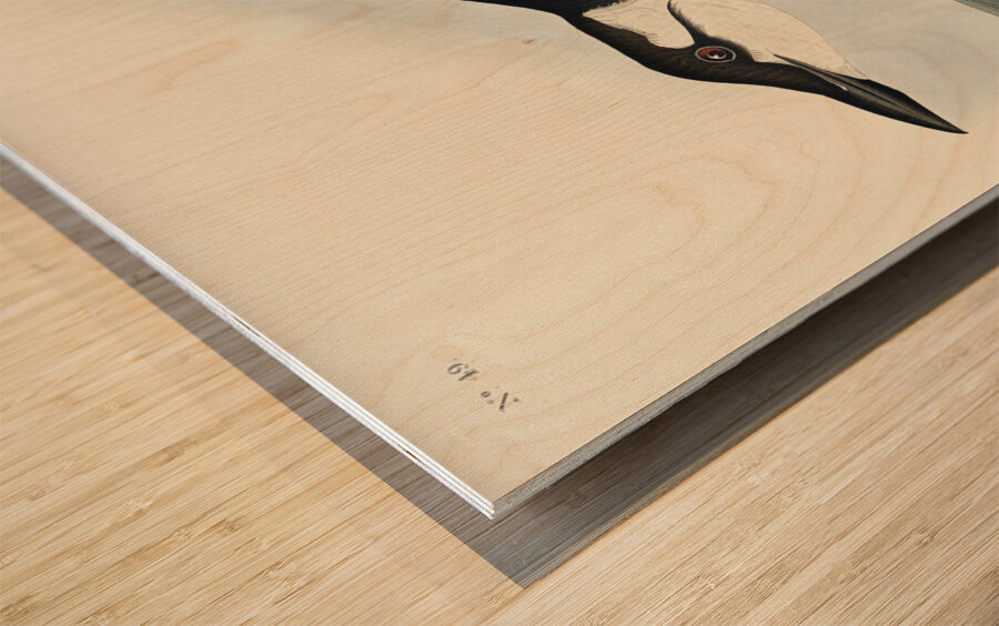 Uria Brunnichi Wood print