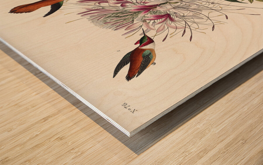 Ruff-necked Humming-bird Wood print
