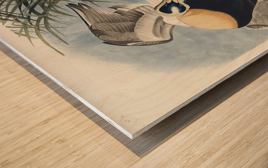 Eider Duck Wood print