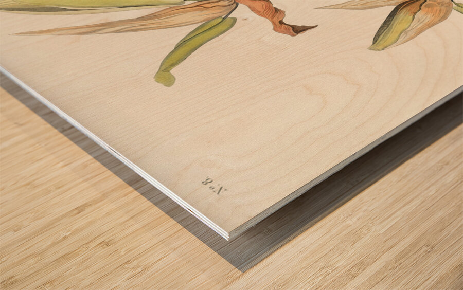 Kentucky Warbler Wood print