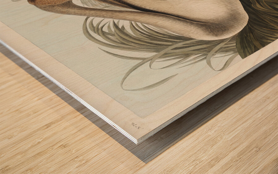 Trumpeter Swan Wood print