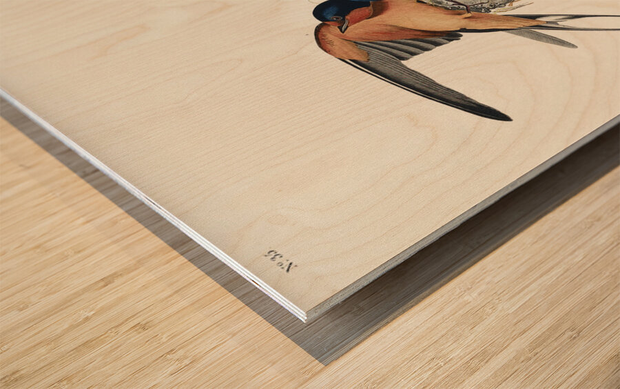 Barn Swallow Impression sur bois