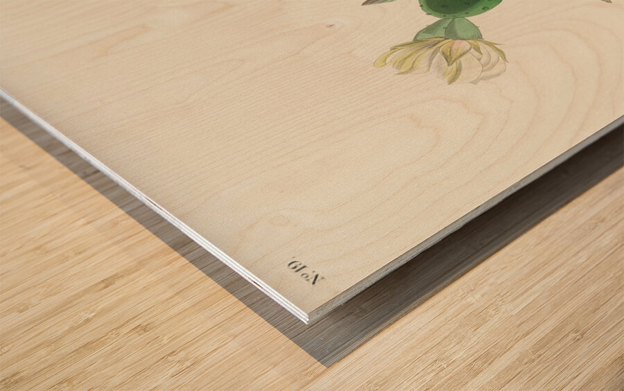 Grass Finch or Bay-winged Bunting Wood print