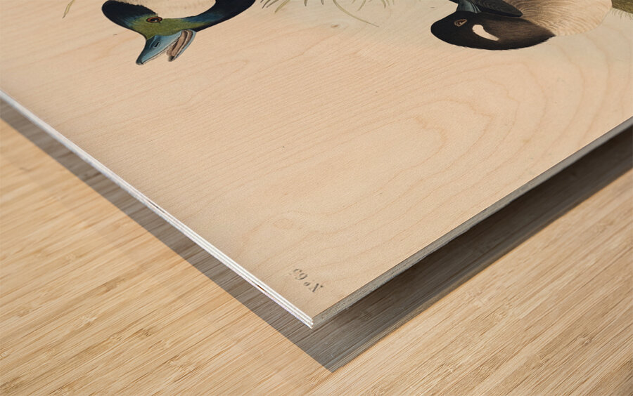 Buffel-headed Duck Wood print