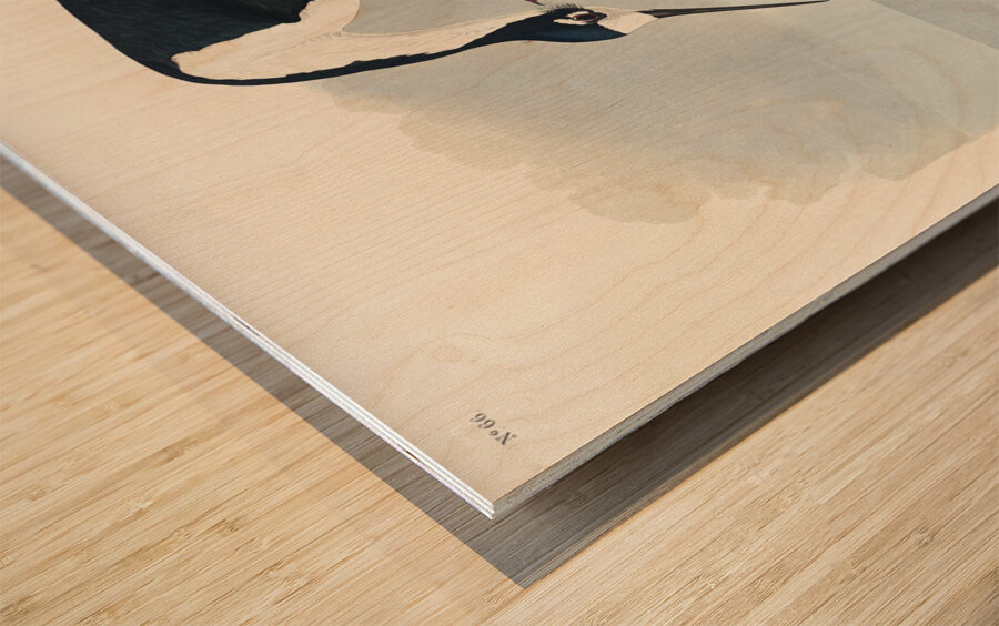 Long-legged Avocet Wood print