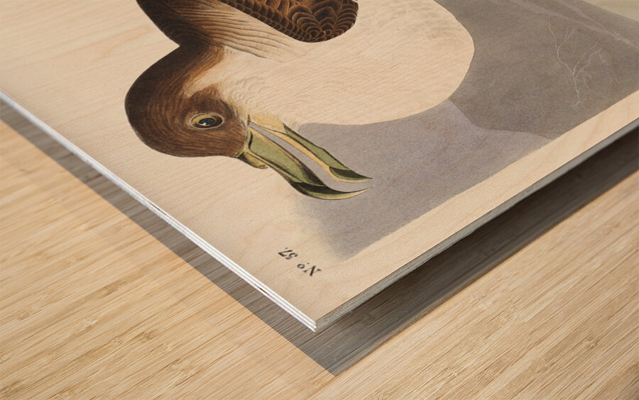 Wandering Shearwater Wood print