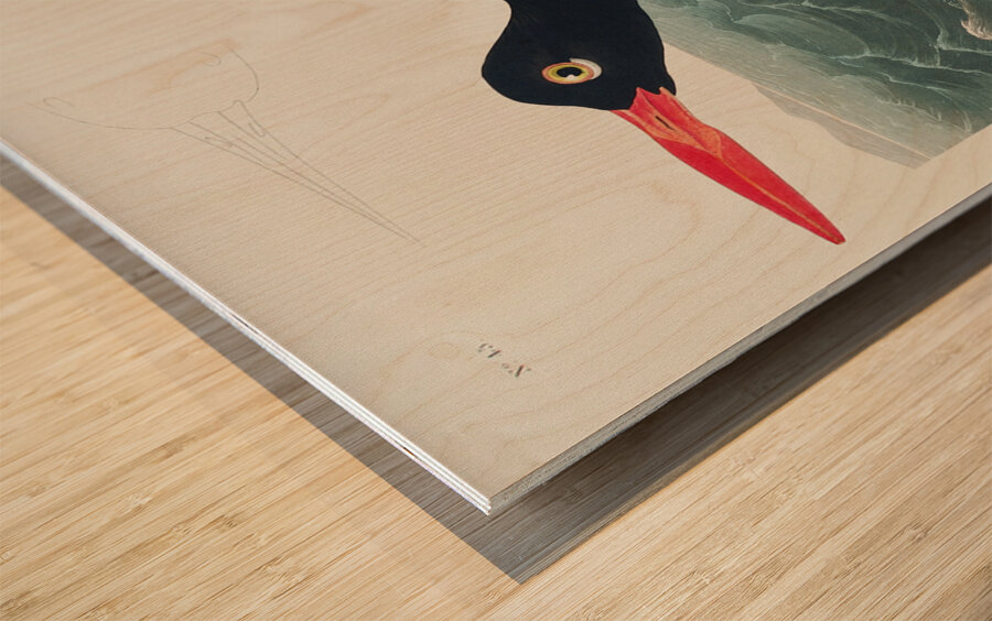 Wandering Shearwater Wood print