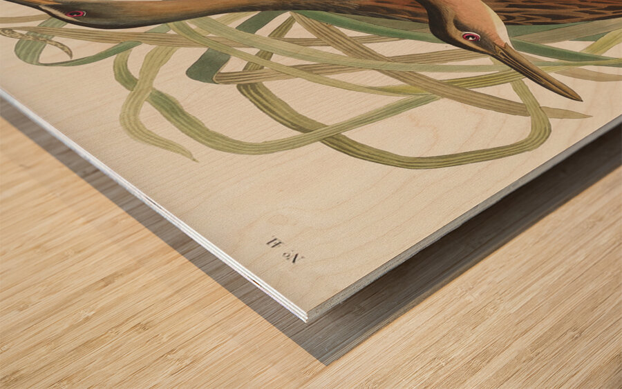 Fresh Water Marsh Hen Wood print