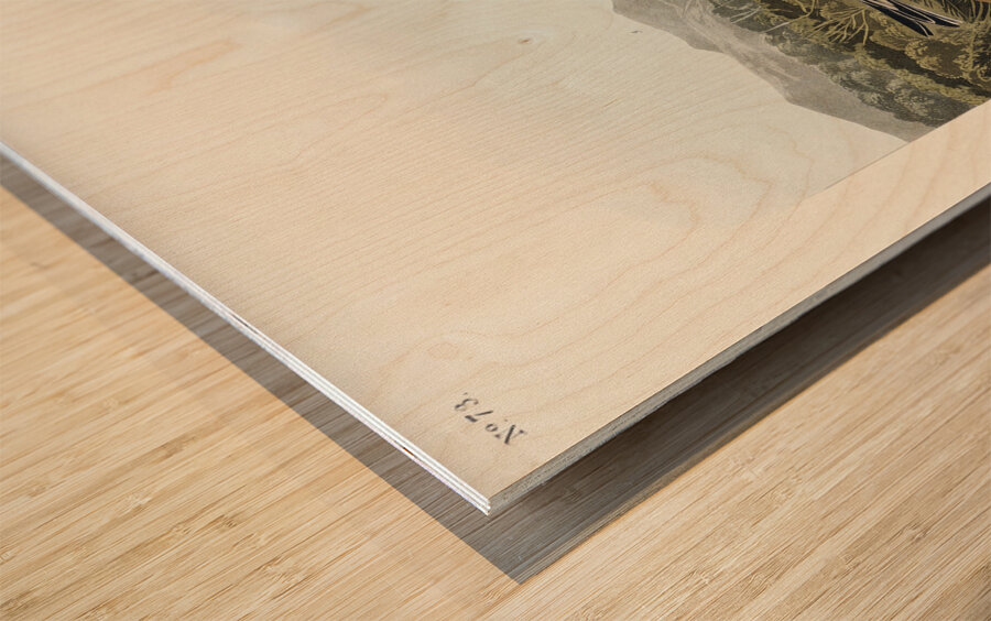 Lapland Long-spur Wood print