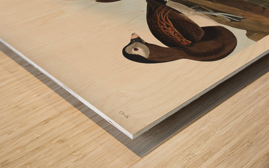 Long-tailed Duck Wood print