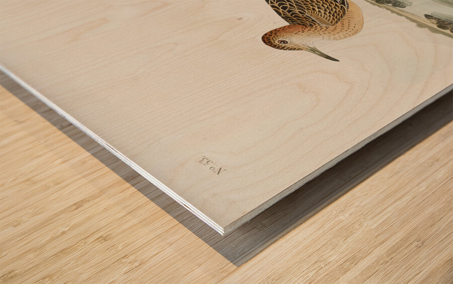 Buff breasted Sandpiper Wood print