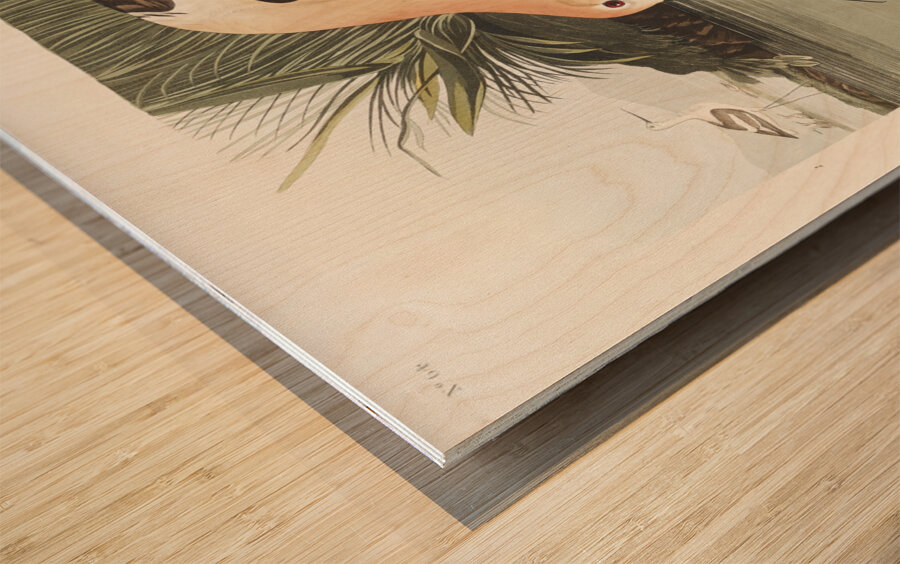 American Avocet Wood print