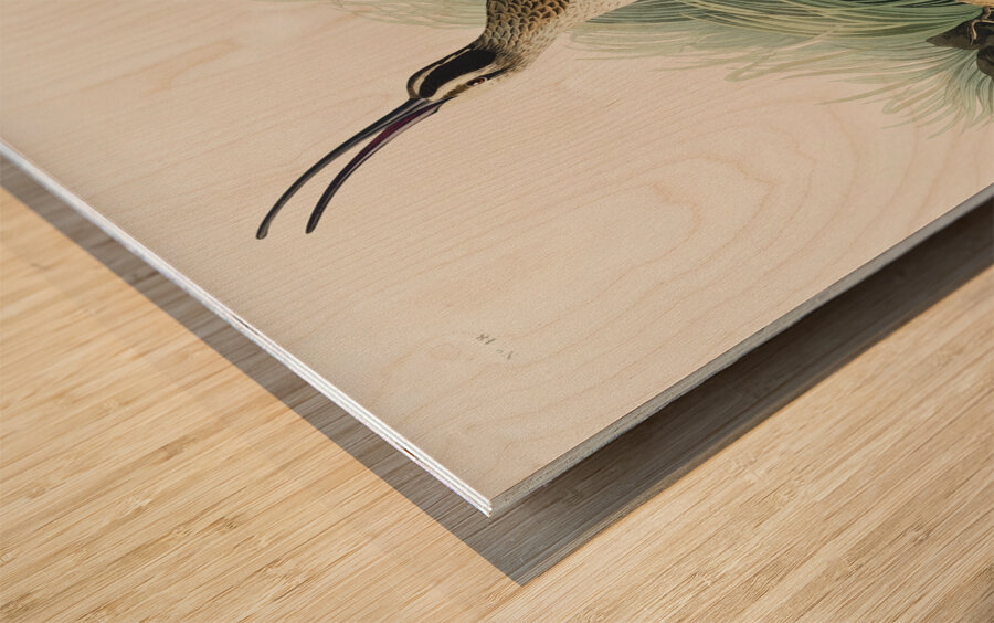 Hudsonian Curlew Wood print