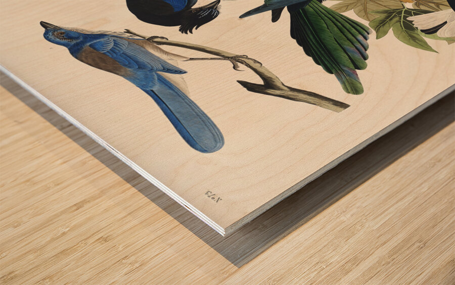 Yellow-Billed Magpie Stellers Jay Ultramarine Jay and Clarks Crow Wood print