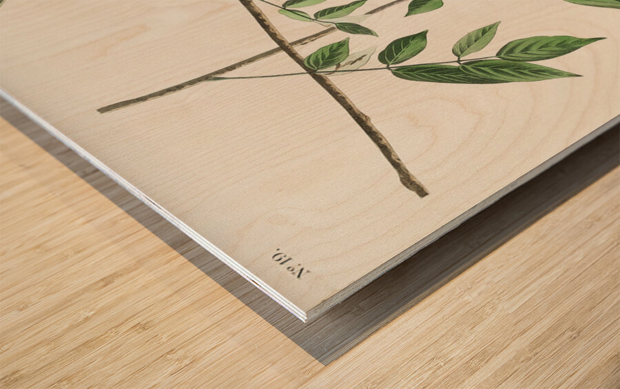 Blue-eyed yellow Warbler Wood print