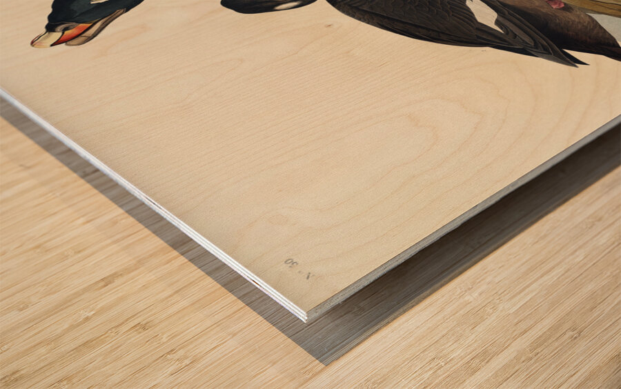 Blue-eyed yellow Warbler Wood print