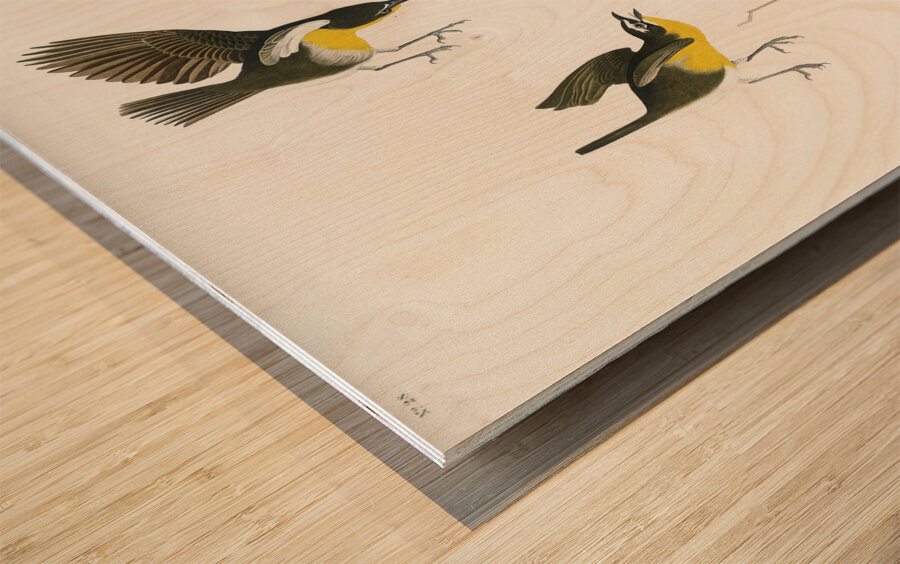 Yellow-breasted Chat Wood print