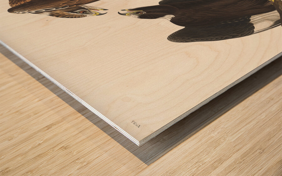 Rough-legged Falcon Wood print