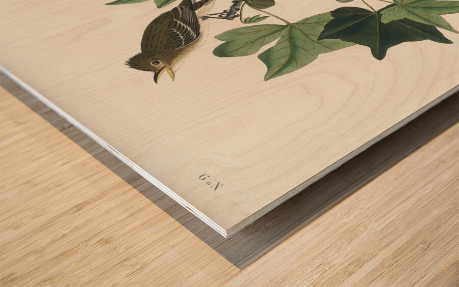 Traills Flycatcher Wood print