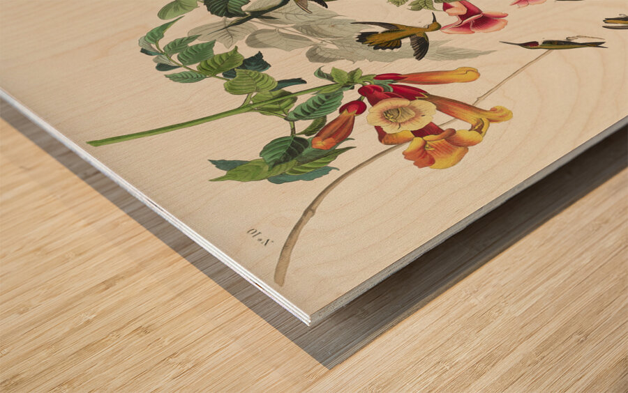 Ruby-throated Humming Bird Wood print