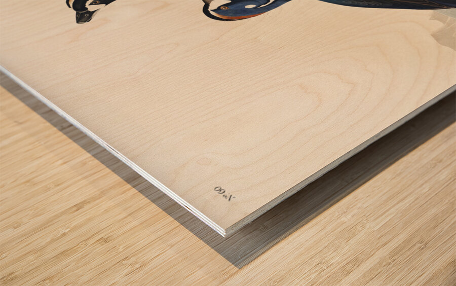 Harlequin Duck Wood print