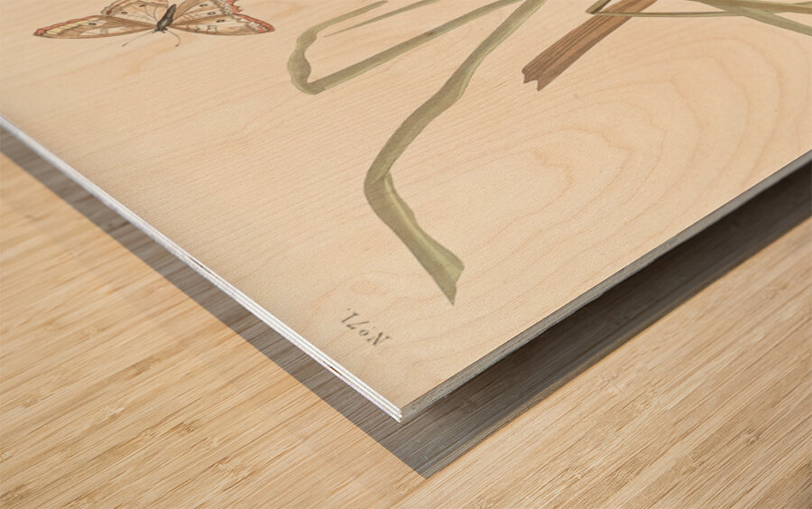 MacGillivrays Finch Wood print