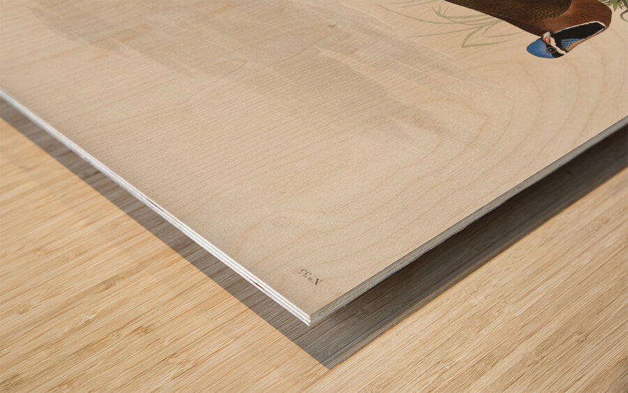 Roseate Spoonbill Wood print